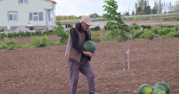 An experienced farmer in an agricultural field with a ripe watermelon in his hands and harvesting
