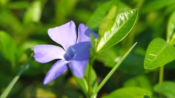 Blossom Periwinkle Flowers