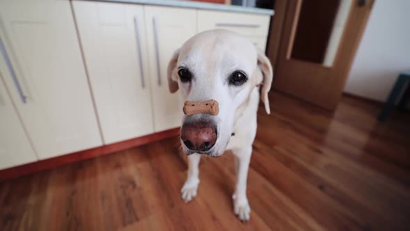 Funny dog with biscuit