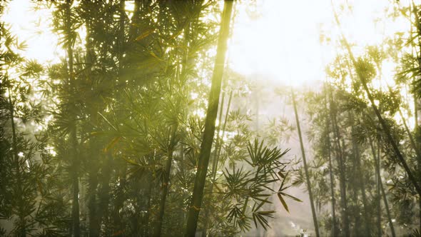 Green Bamboo Forest in Fog alt