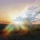 summer landscape - sunset foliage sunlight - VideoHive Item for Sale