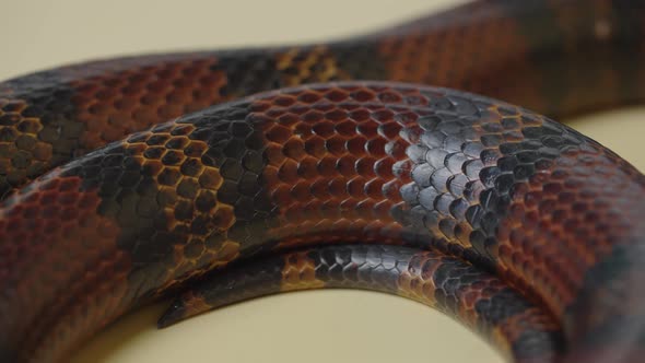 Sinaloan Milk Snake Lampropeltis Triangulum Sinaloae in the Studio on a Beige Background alt