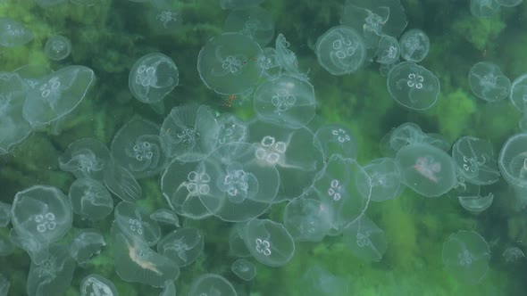 Large Group of Jellyfish in Water.