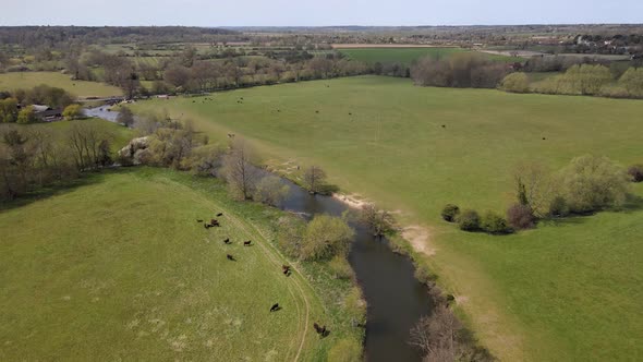 Drone Flies Above Cows Outdoor Field