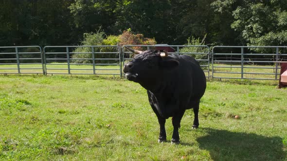Bull stands in pasture eating apples alt