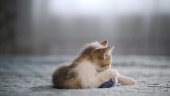 An Active Kitten Plays with a Small Ball on the Bed