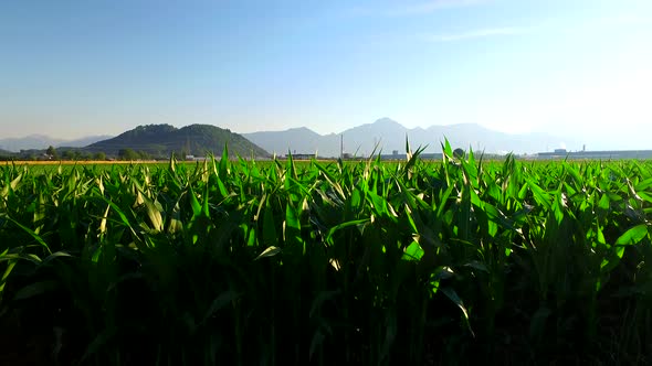 Green Young Corn on the Fields