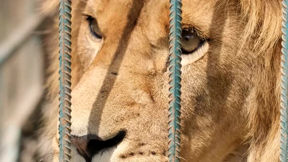 Angry lion in a cage at the zoo. An animal in captivity. alt