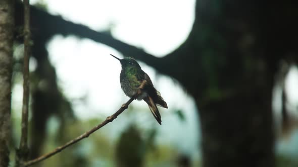 Green Hummingbird Perched On Twig In Rainforest. Low Angle alt