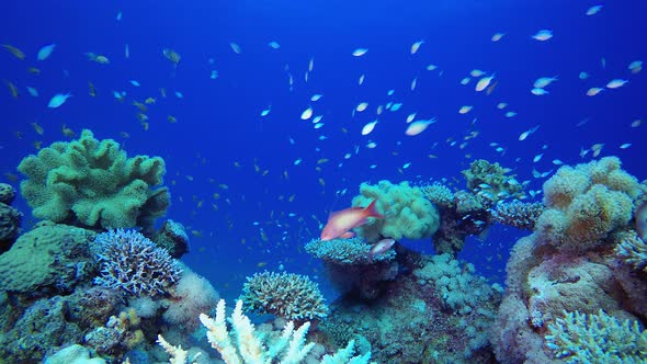 Beautiful Undersea Life