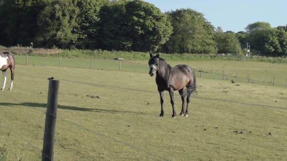 Dark brow horse behind fence in pasture wide shot panning shot alt