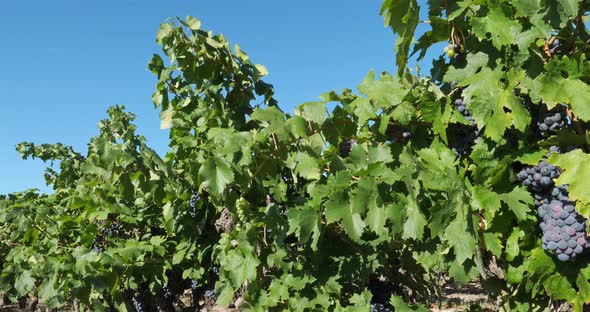 Harvest in the vineyards, Pic saint Loup, Claret, Occitanie, France alt