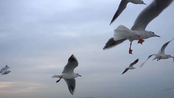 Flock Of Seagulls Flying Across The Sky. Close Up 1 alt