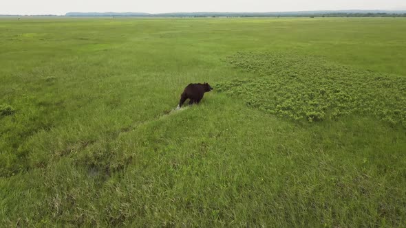 Drone View of a Brown Bear Running Across a Swampy Area Among the Grass alt