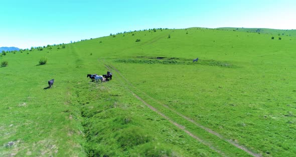 Flight Over Wild Horses Herd on Mountain Meadow alt
