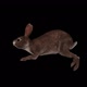 Wild Rabbit Run - VideoHive Item for Sale
