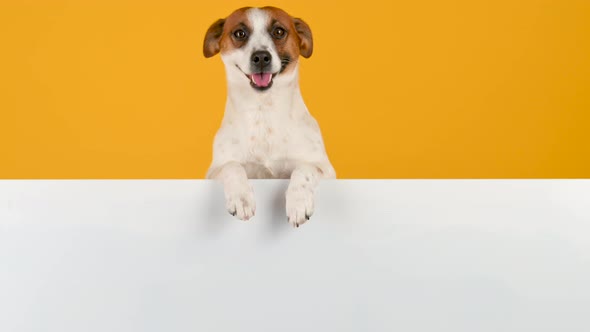 Dog breed Jack Russell Terrier with a large white banner for text