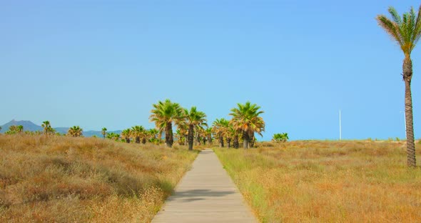 Tilt down shot of wooden promenade near the sea shore with rows of palm trees on both sides on a bri alt