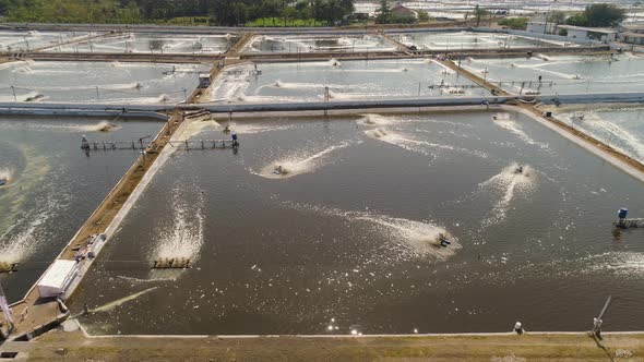 Shrimp Farming in Indonesia alt