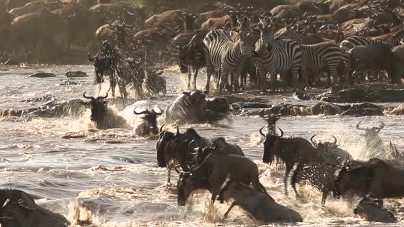 Great Migration Chaotic River Crossing