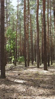 Vertical Video of Forest Landscape with Pine Trees in Summer Slow Motion alt