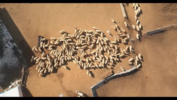 aerial view of barn and flock of sheep