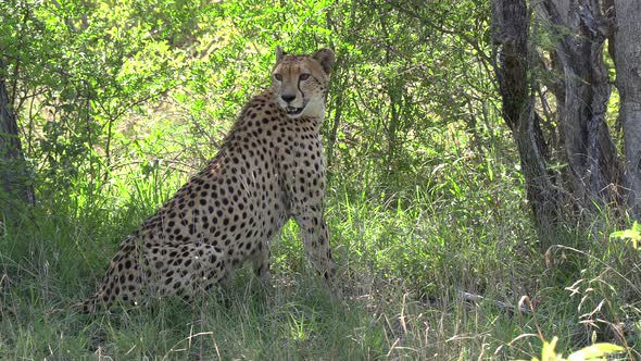 Cheetah watching her surroundings in dense bushland. Gimbal alt