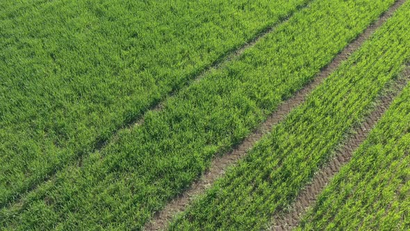 Young spring crop of wheat from above 4K drone footage