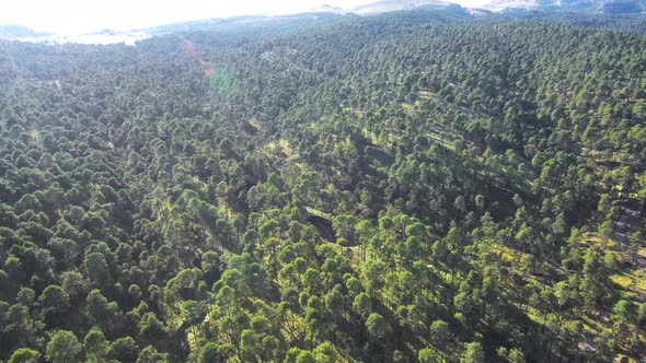 Aerial footage above Mexican forests