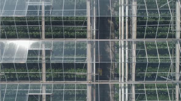Flying Over Glass Greenhouses Growing Plants in Large Industrial Greenhouses View From a Height alt