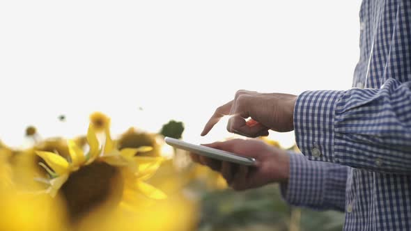 Farmer Uses a Tablet Computer on a Sunflower Field