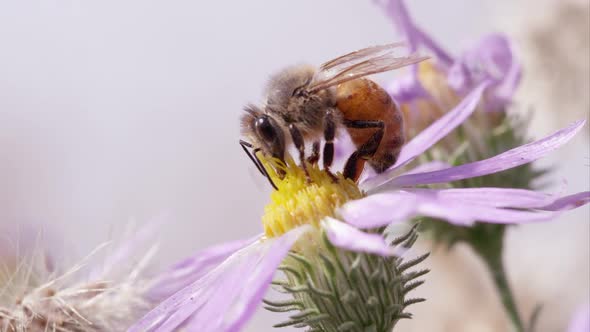 Honey bee on clover flower. alt