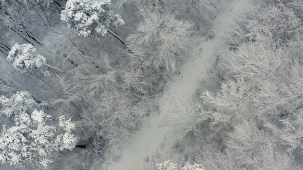 Winter look up shot - from a top view at snow covered trees up to a white powder city - 90 degrees u alt