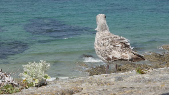 Sea and gull on the balcony near Saint-Malo town in Bretagne France 4K 3840X2160 UltraHD footage - B alt