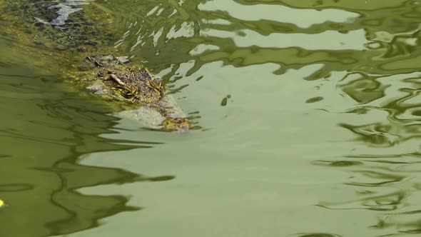 slow-motion of crocodile swimming