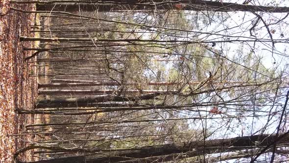 Vertical Video of a Forest Landscape on an Autumn Day in Ukraine alt