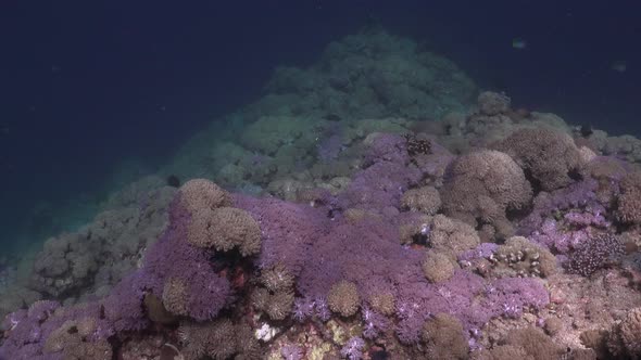 Wide angle shot of a coral reef with pink soft corals in the philippines alt