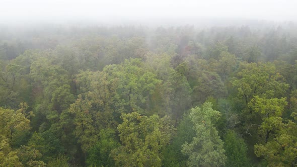 Fog in the Forest Aerial View alt