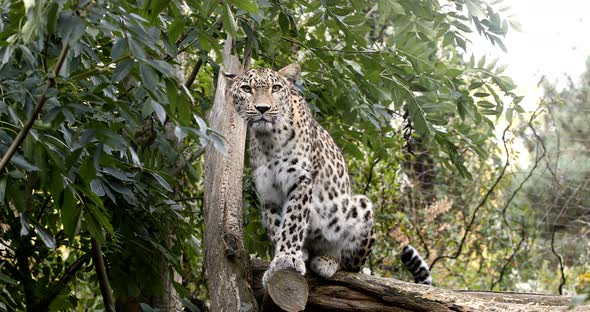 ceylon Sri Lankan leopard, (Panthera pardus kotiya) alt