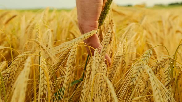 Wheat harvest. Farmer touching an ear of wheat with his palm.Slow motion. alt