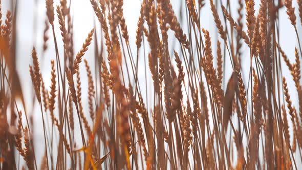 Agricultural Field with Golden Dry Wheat Harvest