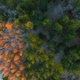 Winter Pine Forest Aerial View - VideoHive Item for Sale