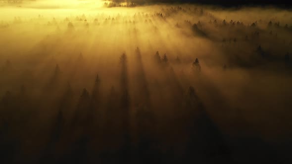 Flying over a foggy autumn forest alt