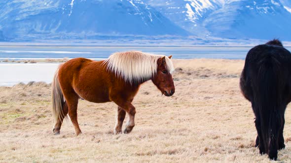 Portraits of an Icelandic Horses Closeup Icelandic Stallion Posing in a Field Surrounded By Scenic alt