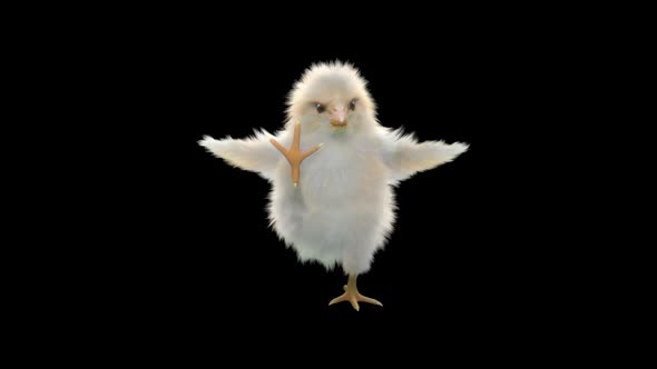 26 Baby Chicks Dancing HD alt