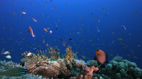 Coral Garden Reef alt