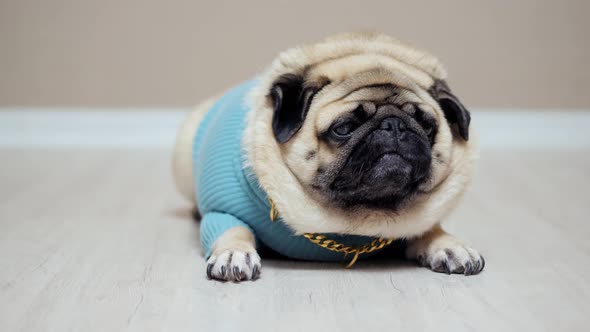 Cute Funny Pug Dog Wearing in Fashion Costume with Golden Chain Looking at Camera alt