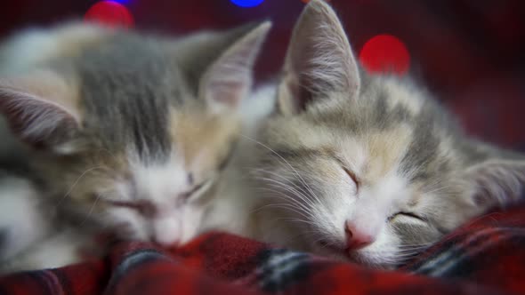 Cute Kittens Sleep on Top of Each Other and Twitch Their Ears