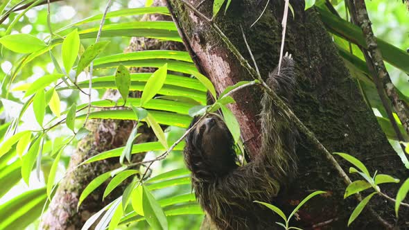 Sloth in Rainforest, Costa Rica Wildlife, Climbing a Tree, Brown Throated Three Toed Sloth (bradypus alt
