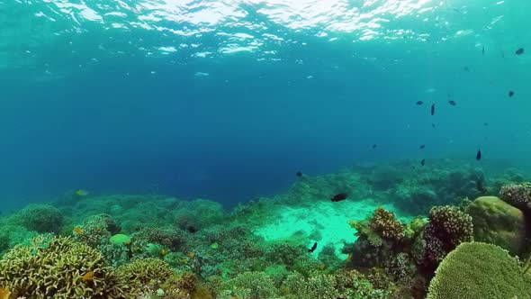 Coral Reef and Tropical Fish alt